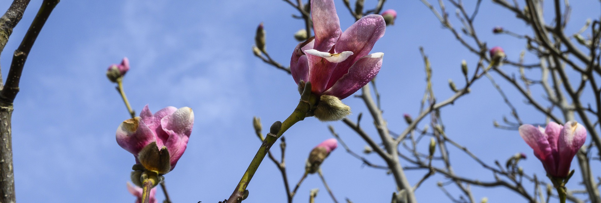 Blommande magnoliaträd
