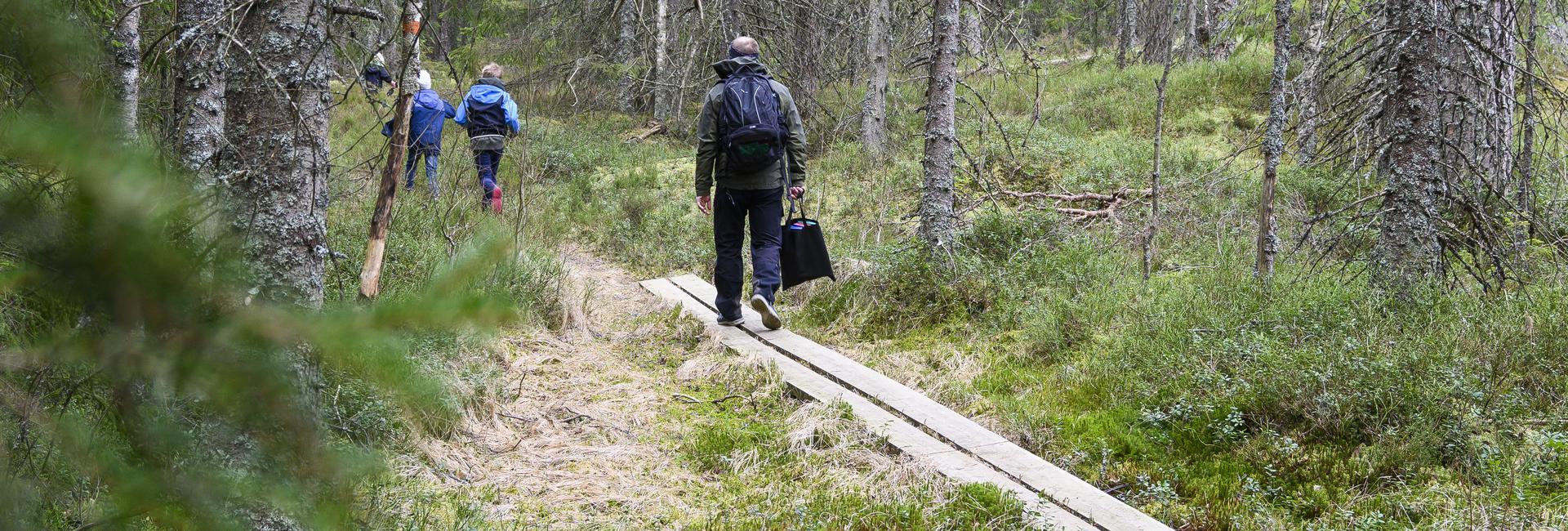 Man och två barn vandrar på spångar i en skog.